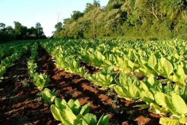 Tabaco tucumano: producir en pequeña escala, resistir en grande