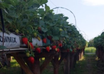 Frutillas con sello tucumano: la genética local que empieza a marcar el rumbo del cultivo