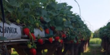 Frutillas con sello tucumano: la genética local que empieza a marcar el rumbo del cultivo