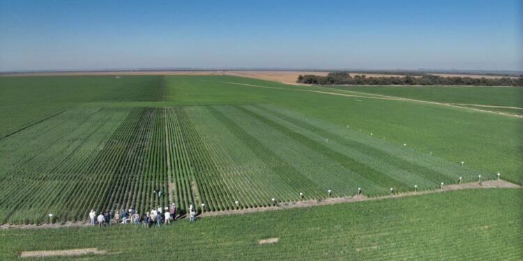 Un diciembre pasado por agua que renueva expectativas en el campo y proyecta un inicio de 2026 con señales alentadoras