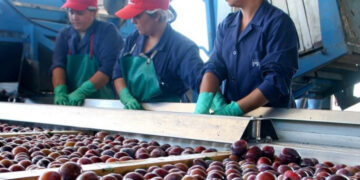 La ciruela industria avizora una temporada acotada, pero con gran calidad y un anhelo: llegar a China