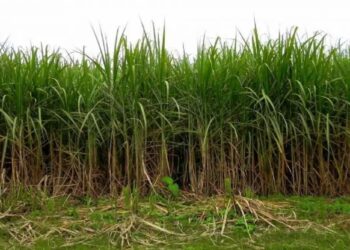 Fertilización: un pilar para la alta productividad cañera local