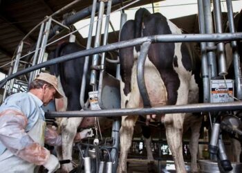 Radiografía de la producción lechera: cuáles fueron los costos y la rentabilidad de los tambos
