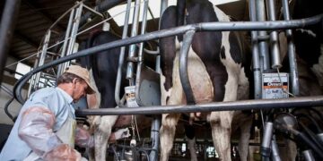 Radiografía de la producción lechera: cuáles fueron los costos y la rentabilidad de los tambos