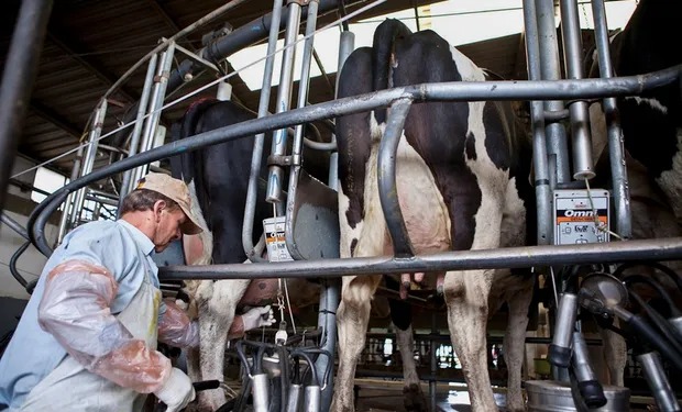 Radiografía de la producción lechera: cuáles fueron los costos y la rentabilidad de los tambos