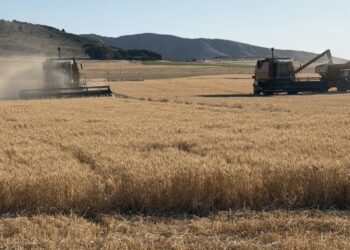 La cosecha de trigo ya no tiene calificativos: no para de sumar toneladas y no se descarta que siga creciendo