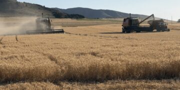 La cosecha de trigo ya no tiene calificativos: no para de sumar toneladas y no se descarta que siga creciendo