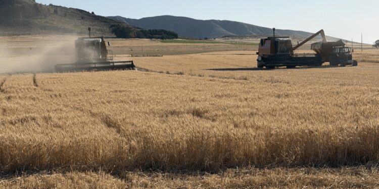 La cosecha de trigo ya no tiene calificativos: no para de sumar toneladas y no se descarta que siga creciendo