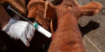 Senasa confirmó el calendario de vacunación contra aftosa y brucelosis, y promete un ahorro en aplicaciones