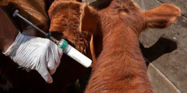 Senasa confirmó el calendario de vacunación contra aftosa y brucelosis, y promete un ahorro en aplicaciones