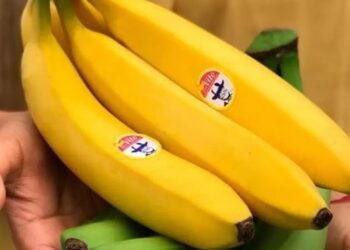 Sector bananero es declarado en emergencia por presencia de Hongo «Foc R4T»
