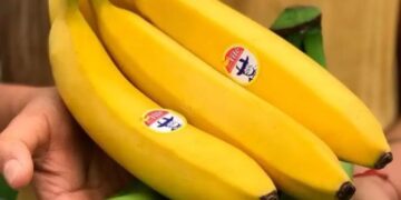Sector bananero es declarado en emergencia por presencia de Hongo «Foc R4T»