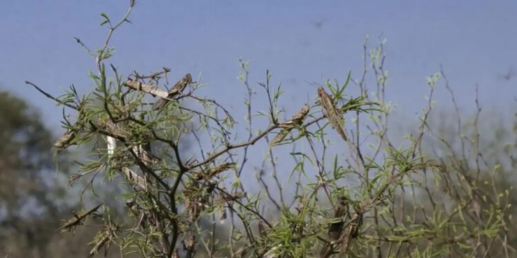 Manejo de la plaga: exponen nuevas tecnologías para el control de las langostas