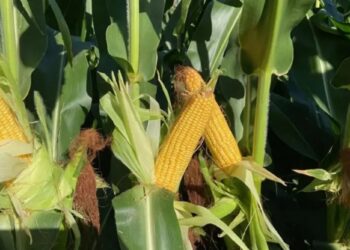 Maíz y sorgo: el control temprano de malezas es clave