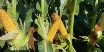 Maíz y sorgo: el control temprano de malezas es clave