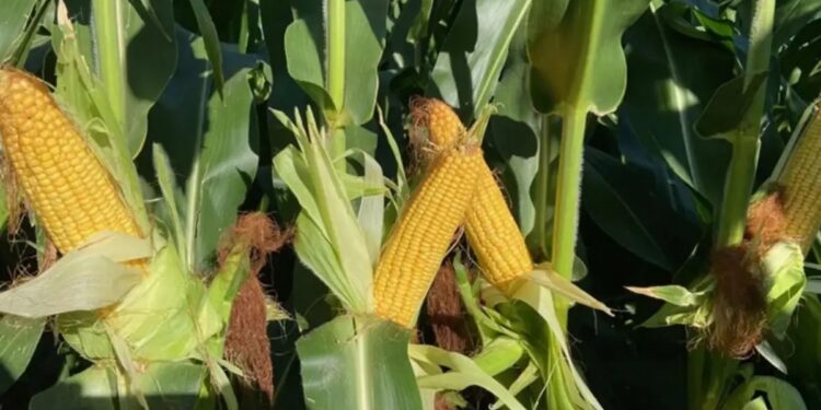 Maíz y sorgo: el control temprano de malezas es clave