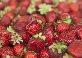 Frutilla: la Argentina homologa su normativa de calidad con el Mercosur