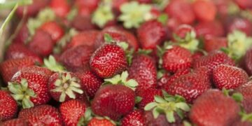 Frutilla: la Argentina homologa su normativa de calidad con el Mercosur