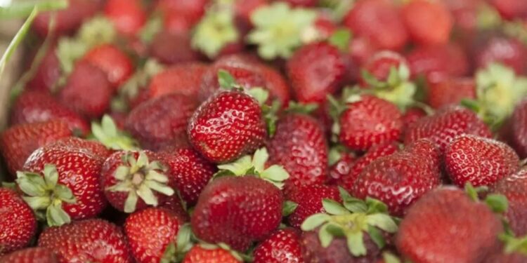 Frutilla: la Argentina homologa su normativa de calidad con el Mercosur