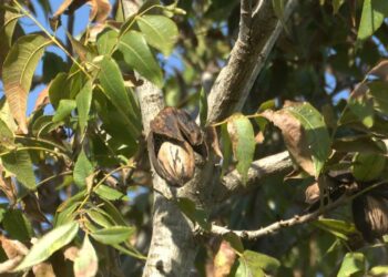 La apuesta por el pecán: una alternativa que crece en los bordes rurales