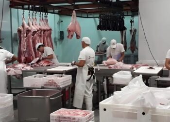 Cuellos de botella del sector porcino entrerriano: infraestructura, mano de obra e impulso exportador
