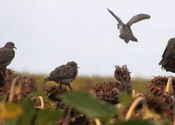 Graves ataques de palomas destruyen el girasol y el Gobierno admite que no hay soluciones inmediatas