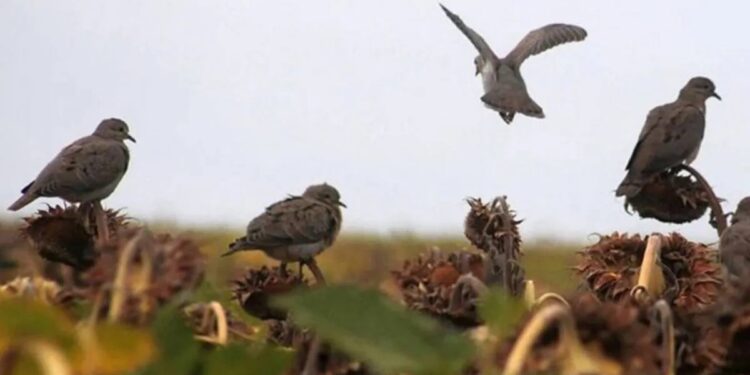 Graves ataques de palomas destruyen el girasol y el Gobierno admite que no hay soluciones inmediatas