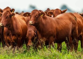 Nuevo escenario ganadero: los corrales se llenan con animales más pesados y presionan los precios