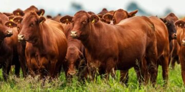 Nuevo escenario ganadero: los corrales se llenan con animales más pesados y presionan los precios