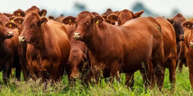 Nuevo escenario ganadero: los corrales se llenan con animales más pesados y presionan los precios