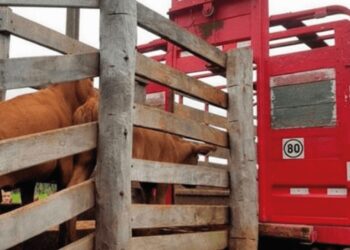 Guías de hacienda: en Córdoba tiene efecto la presión del campo y varios municipios avanzan en eliminarlas
