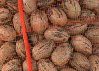Un hito para la nuez pecán en Argentina: desde Entre Ríos, partió la primera exportación a China