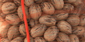 Un hito para la nuez pecán en Argentina: desde Entre Ríos, partió la primera exportación a China