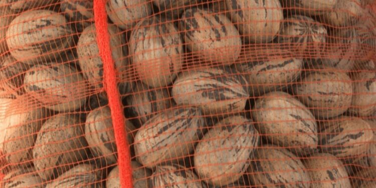 Un hito para la nuez pecán en Argentina: desde Entre Ríos, partió la primera exportación a China