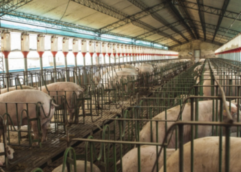 Filipinas abrió su mercado a los cueros frescos de cerdo procedentes de Argentina