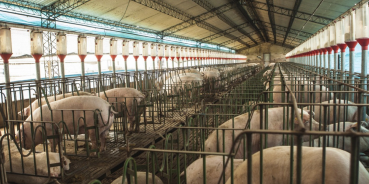 Filipinas abrió su mercado a los cueros frescos de cerdo procedentes de Argentina
