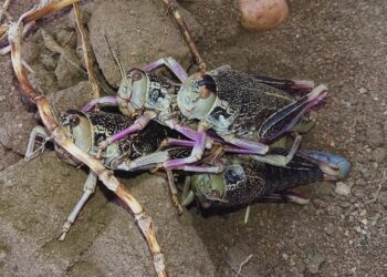 Patagonia en alerta: ¿cómo anticiparse a los brotes de tucura sapo?