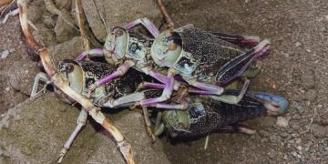 Patagonia en alerta: ¿cómo anticiparse a los brotes de tucura sapo?