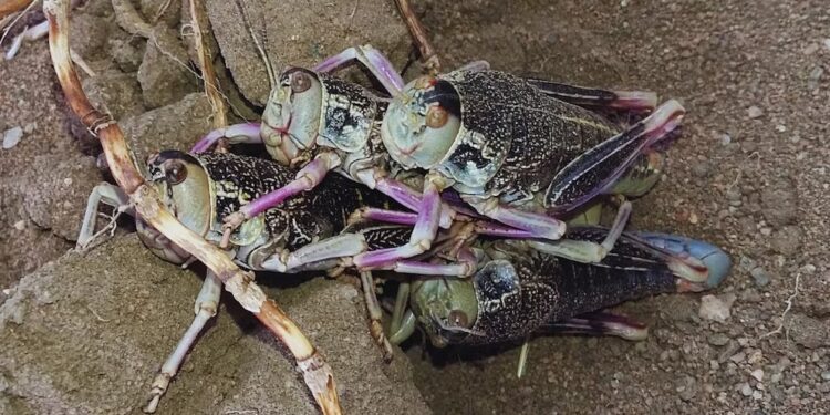 Patagonia en alerta: ¿cómo anticiparse a los brotes de tucura sapo?