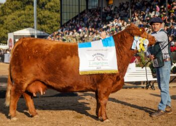 Una joya olavarriense brilla en el mundo: Maslacq Dulce de Cabaña La Elisa, fue elegida “Miss South America”en ORB Breeder World Competition