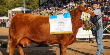 Una joya olavarriense brilla en el mundo: Maslacq Dulce de Cabaña La Elisa, fue elegida “Miss South America”en ORB Breeder World Competition