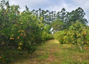 La ciencia que sostiene al citrus: la genética tucumana que busca proteger a la citricultura del futuro