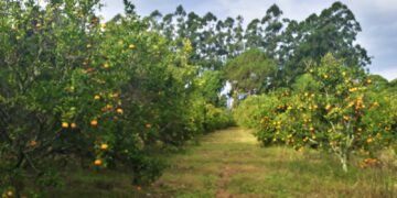 La ciencia que sostiene al citrus: la genética tucumana que busca proteger a la citricultura del futuro