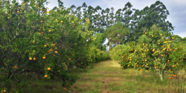 La ciencia que sostiene al citrus: la genética tucumana que busca proteger a la citricultura del futuro