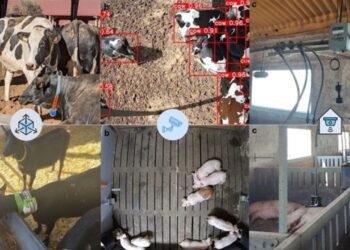 Ganadería en versión 2.0: la revolución silenciosa que empieza en la manga