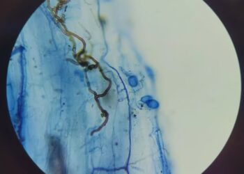 Microorganismos nativos: una nueva vía para recuperar los pastizales fueguinos