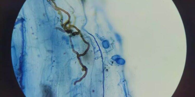 Microorganismos nativos: una nueva vía para recuperar los pastizales fueguinos