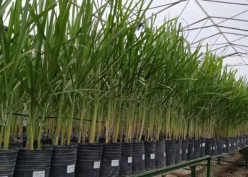 Los clones prometedores pasan a campos, donde se miden rasgos agronómicos clave