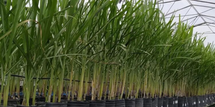 Los clones prometedores pasan a campos, donde se miden rasgos agronómicos clave