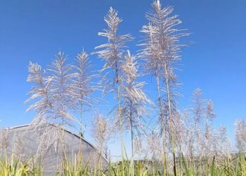 De cientos de plántulas de caña solo unas pocas avanzan